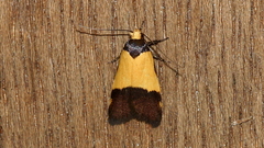 Heteroteucha kershawi