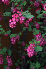 Ribes sanguineum