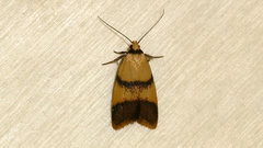 Heteroteucha translatella