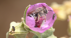 Diadasia chilensis