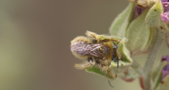Diadasia chilensis