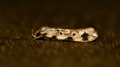 Opsitycha squalidella