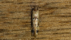 Opsitycha squalidella