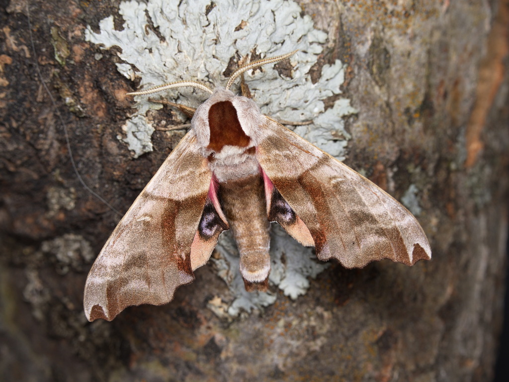 Smerinthus caecus