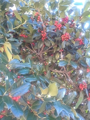 Ilex opaca