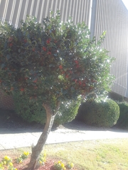 Ilex opaca