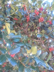 Ilex opaca