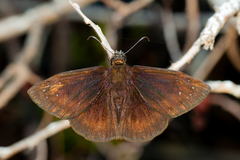 Ephyriades brunnea