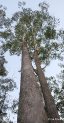 Eucalyptus pilularis