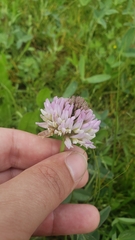 Trifolium beckwithii