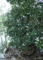 Citrus × aurantium