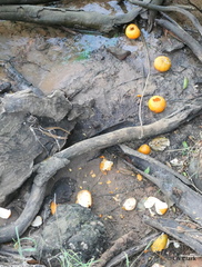Citrus × aurantium