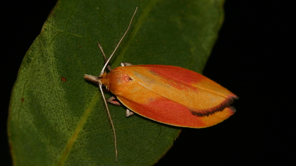 Wingia hesperidella