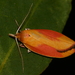 Wingia hesperidella - Photo (c) Alan Melville, some rights reserved (CC BY-NC-ND), uploaded by Alan Melville
