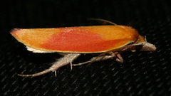 Wingia hesperidella