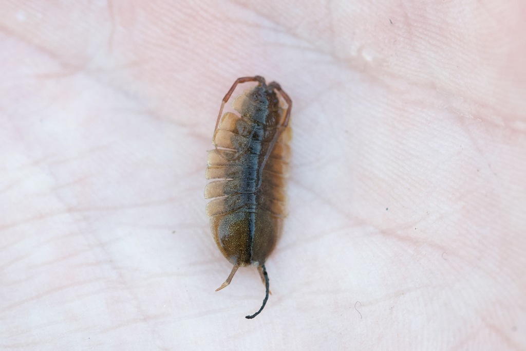 Four-lined Waterslater