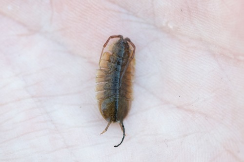 Lirceus lineatus