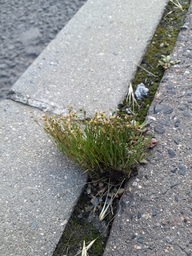 Annual pearlwort (Sagina apetala)