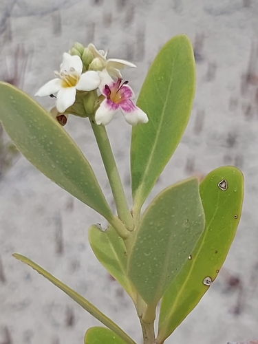 black mangrove (Avicennia germinans)