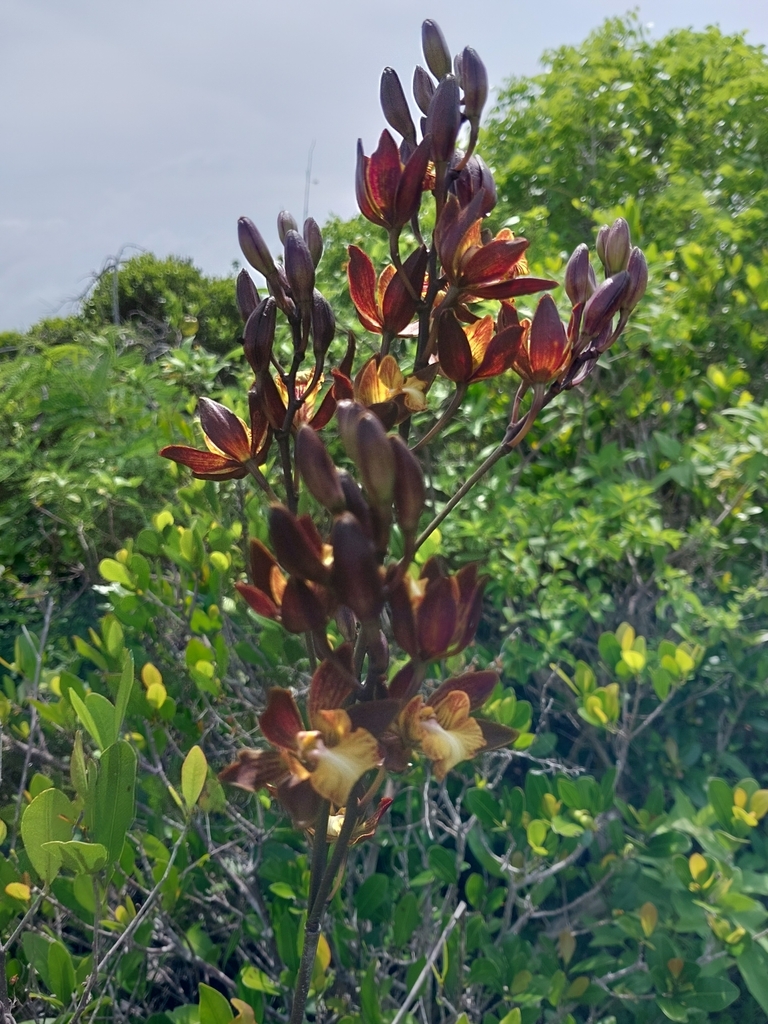 Encyclia caicensis Sauleda & R.M.Adams