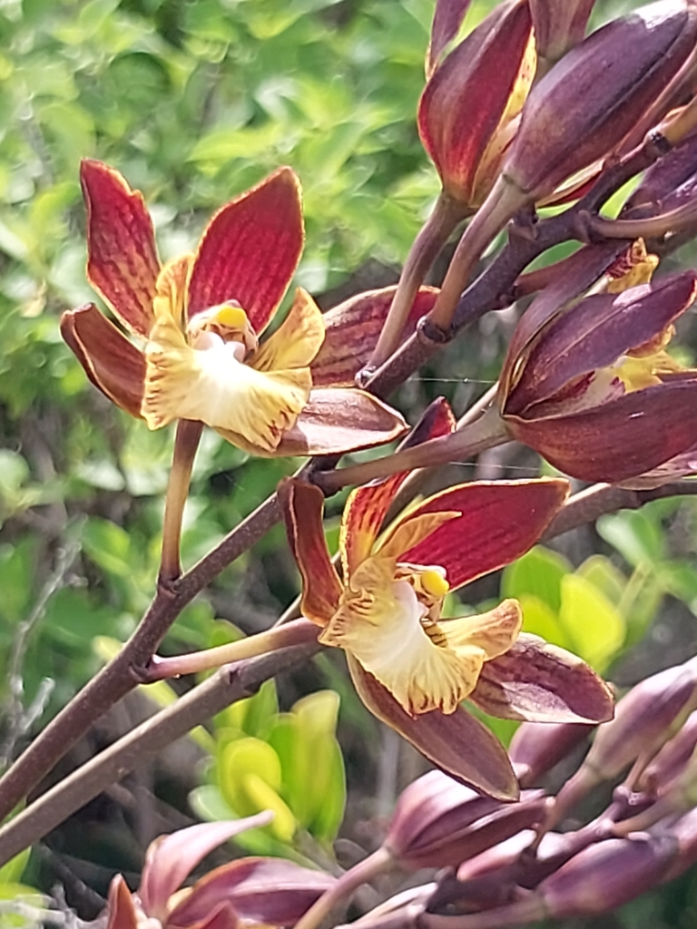 Encyclia caicensis Sauleda & R.M.Adams 2