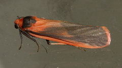 Scoliacma bicolora