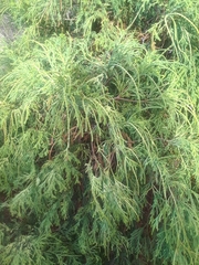 Juniperus virginiana