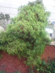 Juniperus virginiana