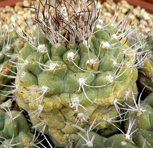 Matucana pujupatii