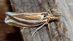Hednota bivittella