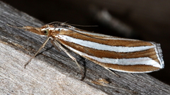 Hednota bivittella