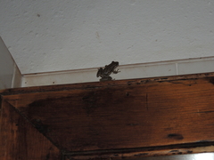 Scinax nasicus