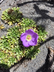 Nototriche phyllanthos