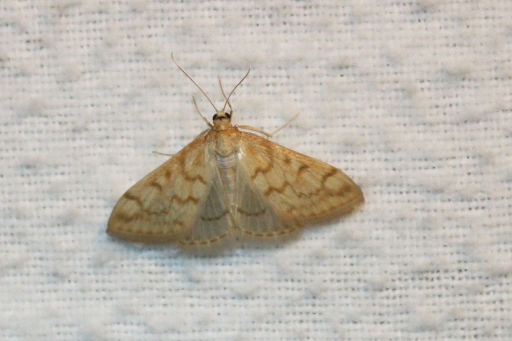 Hahncappsia pergilvalis
