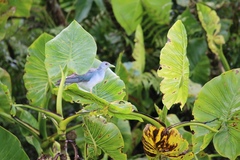 Porphyrio flavirostris