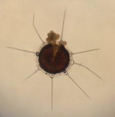 Phyllactinia calycanthi