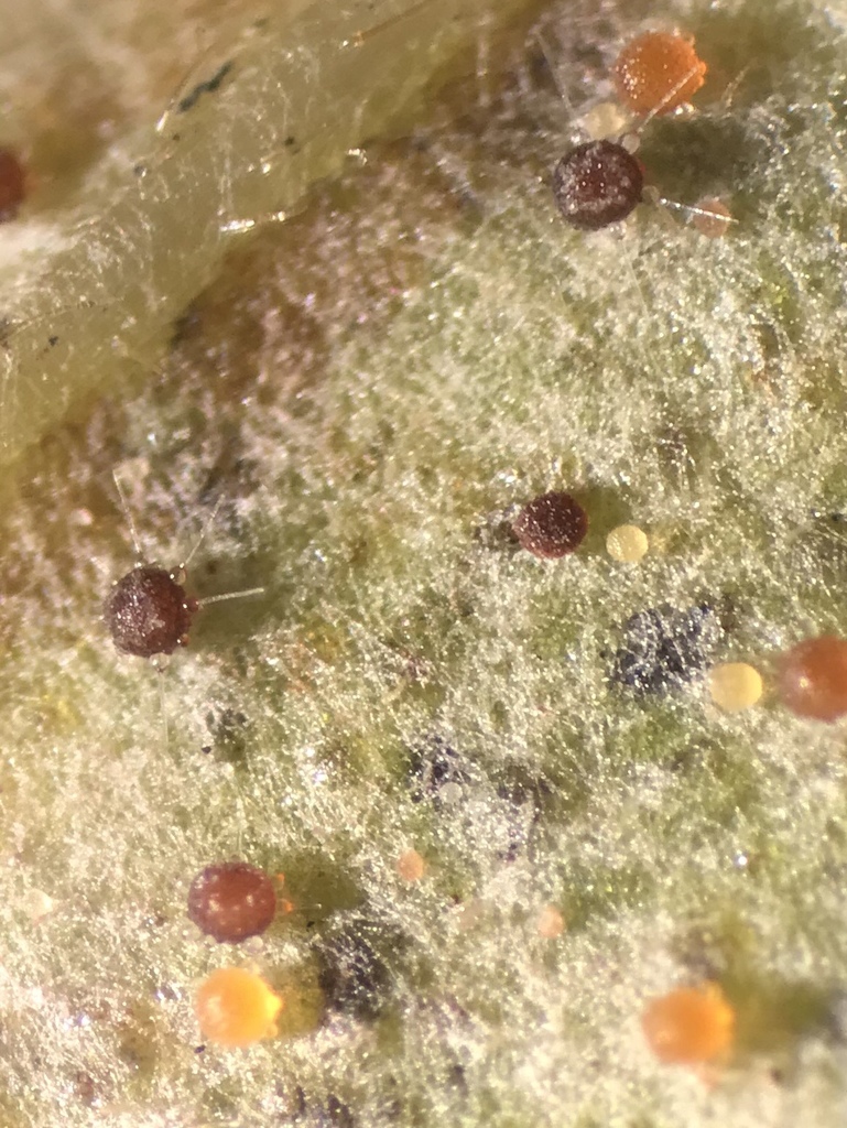 Phyllactinia calycanthi