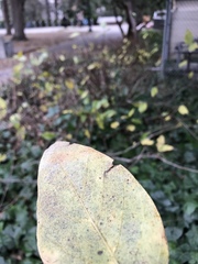 Phyllactinia calycanthi