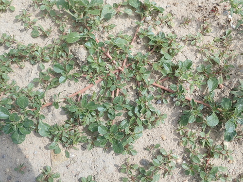 Amaranthus blitoides iNat (1)