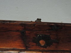 Scinax nasicus