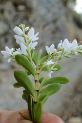 Veronica vernicosa