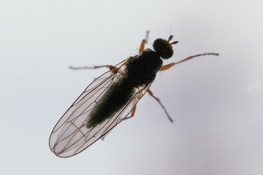 Orbellia barbata
