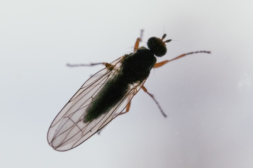 Orbellia barbata