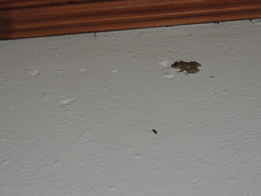 Scinax fuscomarginatus