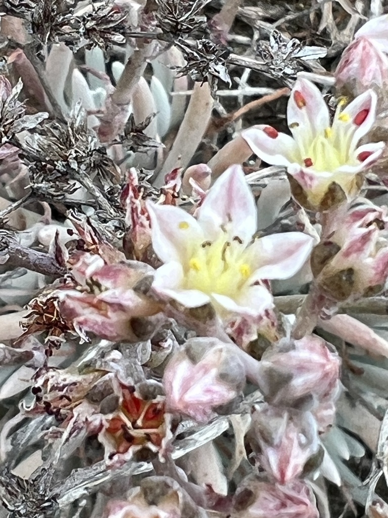 Dudleya attenuata 2