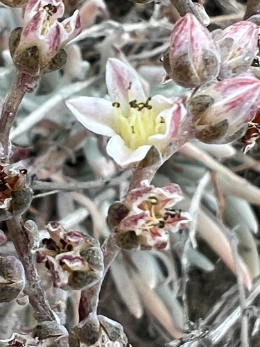 Dudleya attenuata