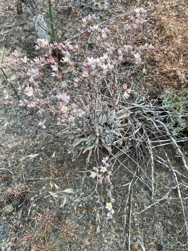 Dudleya attenuata