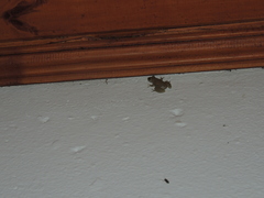 Scinax fuscomarginatus