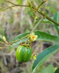 Jatropha variifolia image