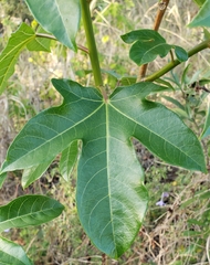 Jatropha variifolia image